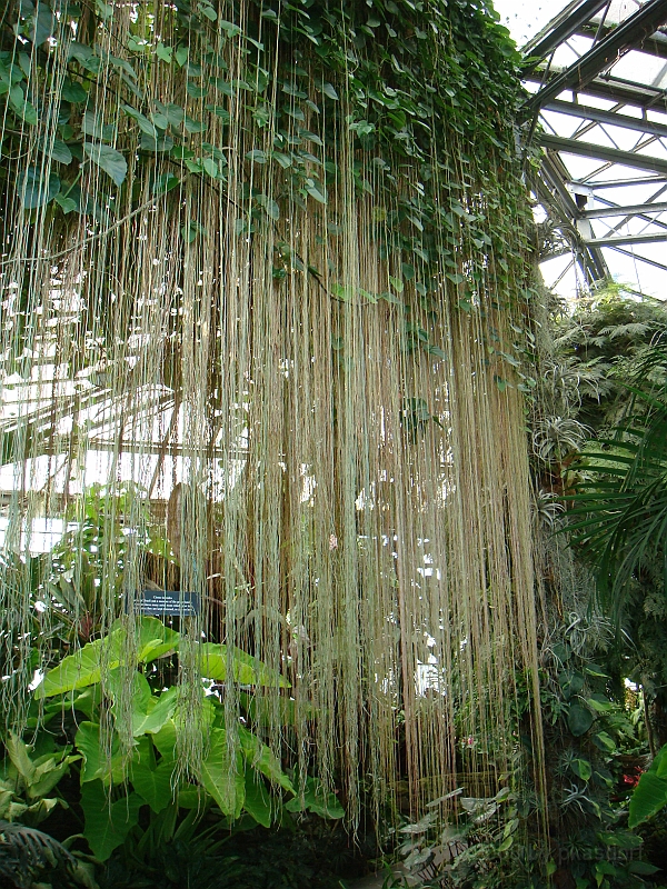 356 Longwood Gardens [2008 August 23].JPG - Longwood Gardens in Pennsylvania